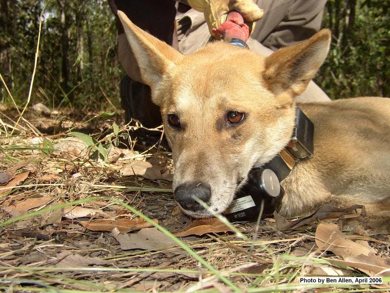 GPS collar attached to a wild dog Photo: Ben Allen