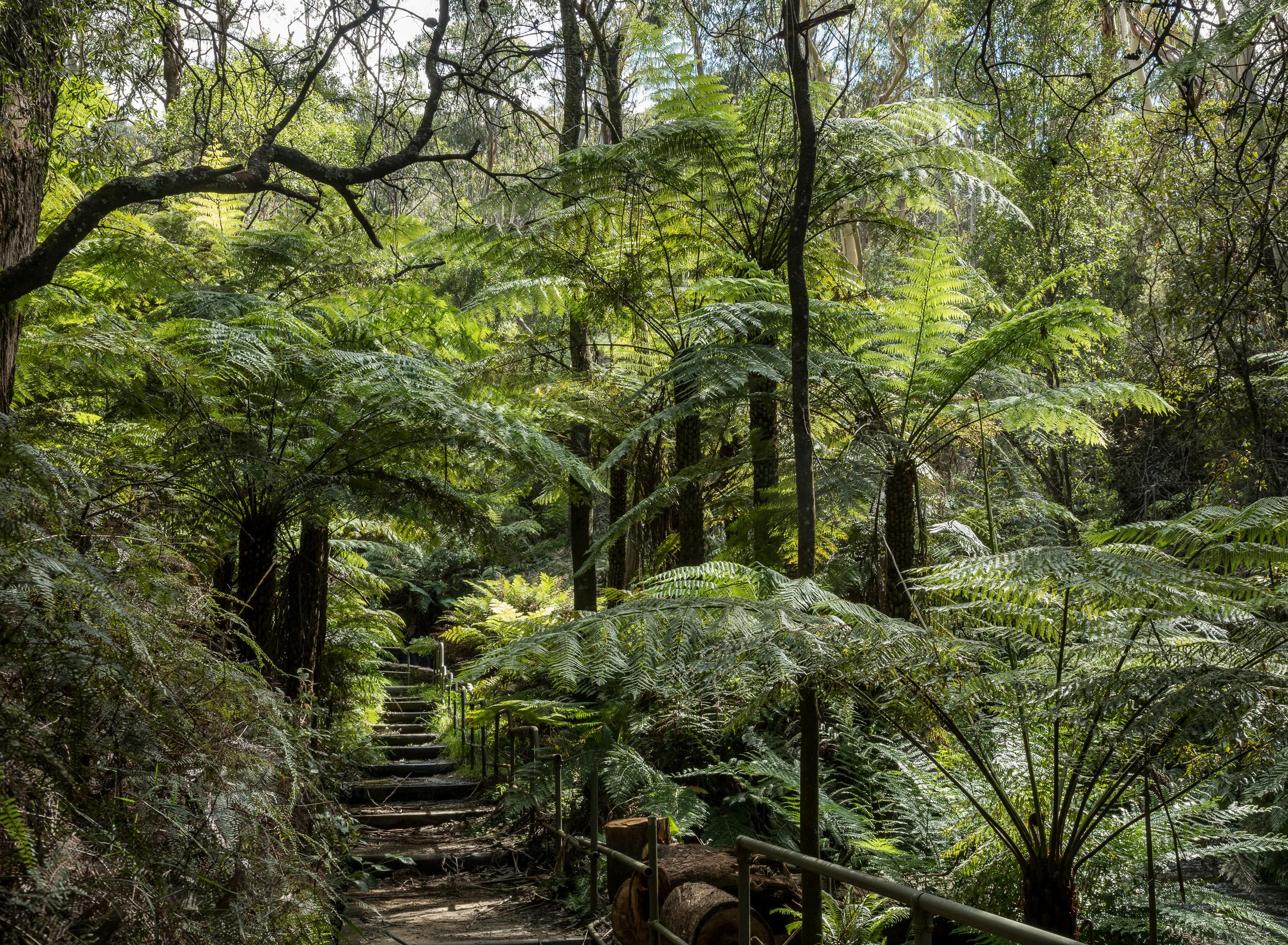 Leura Cascades Mar2021 Ian Brown med res sRGB-65.jpg