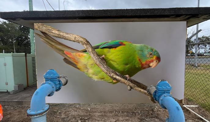 Swift Parrot - community voted