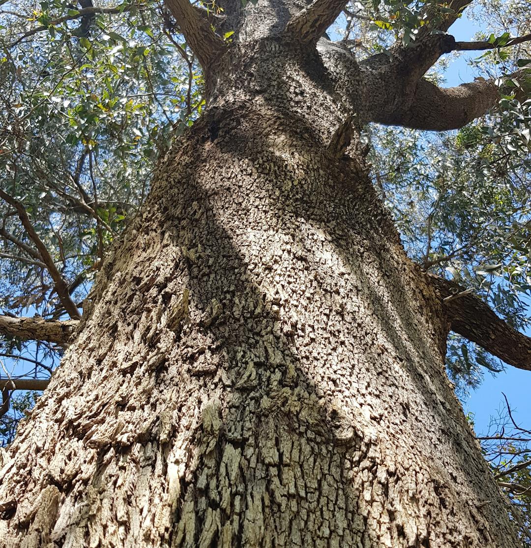Significant tree