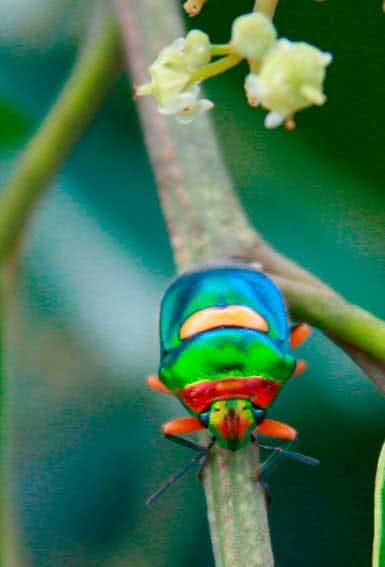 Green Jewel Bug