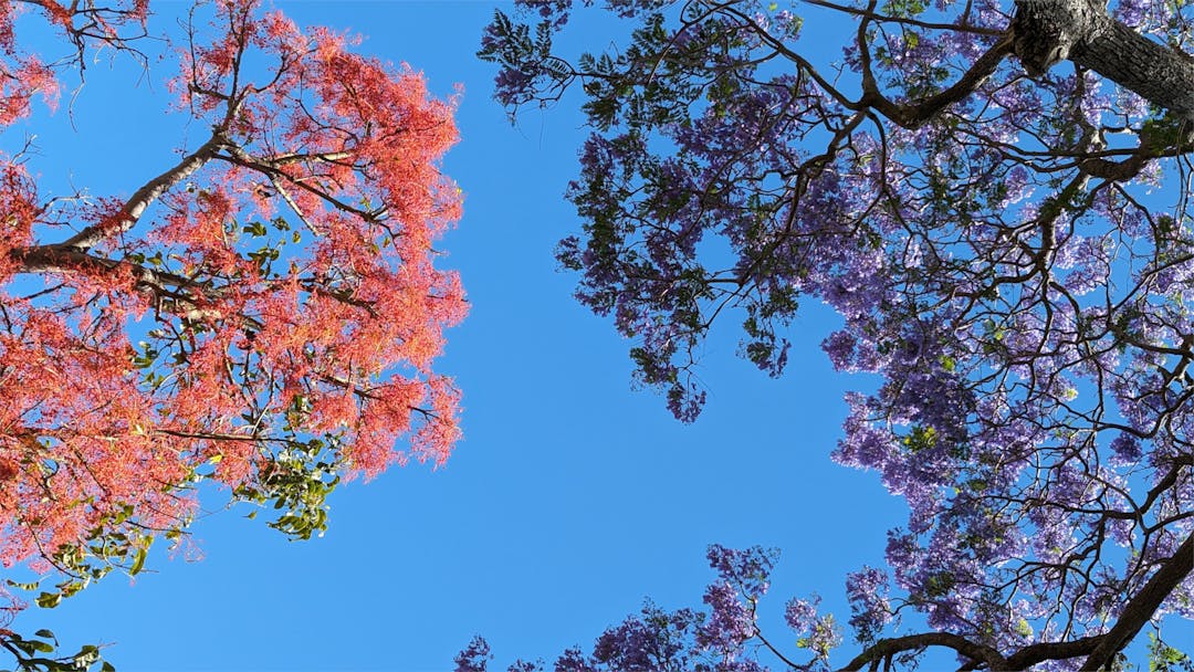 Jacaranda tree