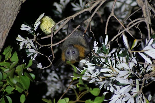 Grey-headed Flying-fox (Pteropus poliocephalus) known to occur within the LGA