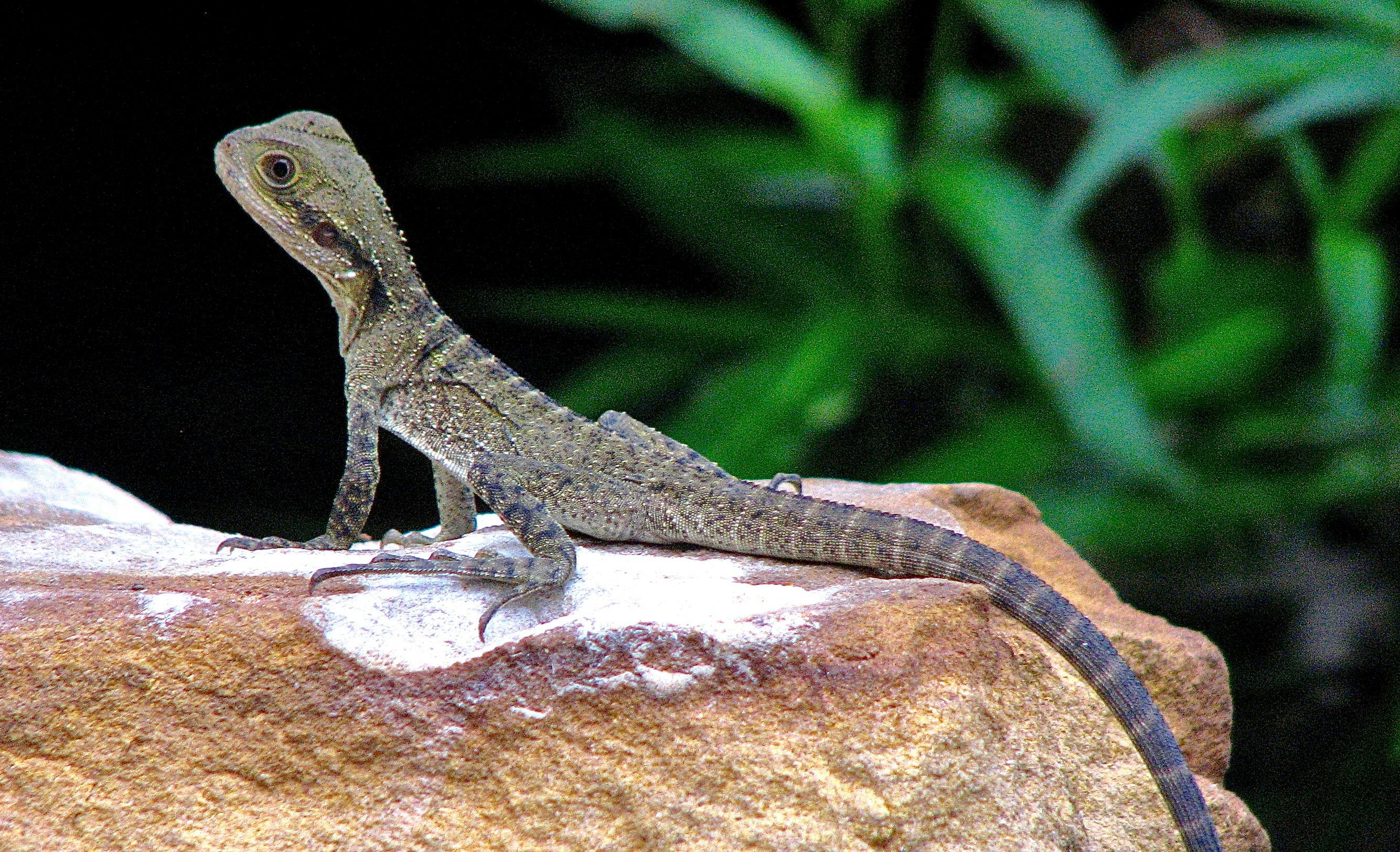 Eastern Water Dragon (juvenile) I love the fact that there is such a diverse range of wildlife in the region, including wallabies, birds, spiders, and reptiles.