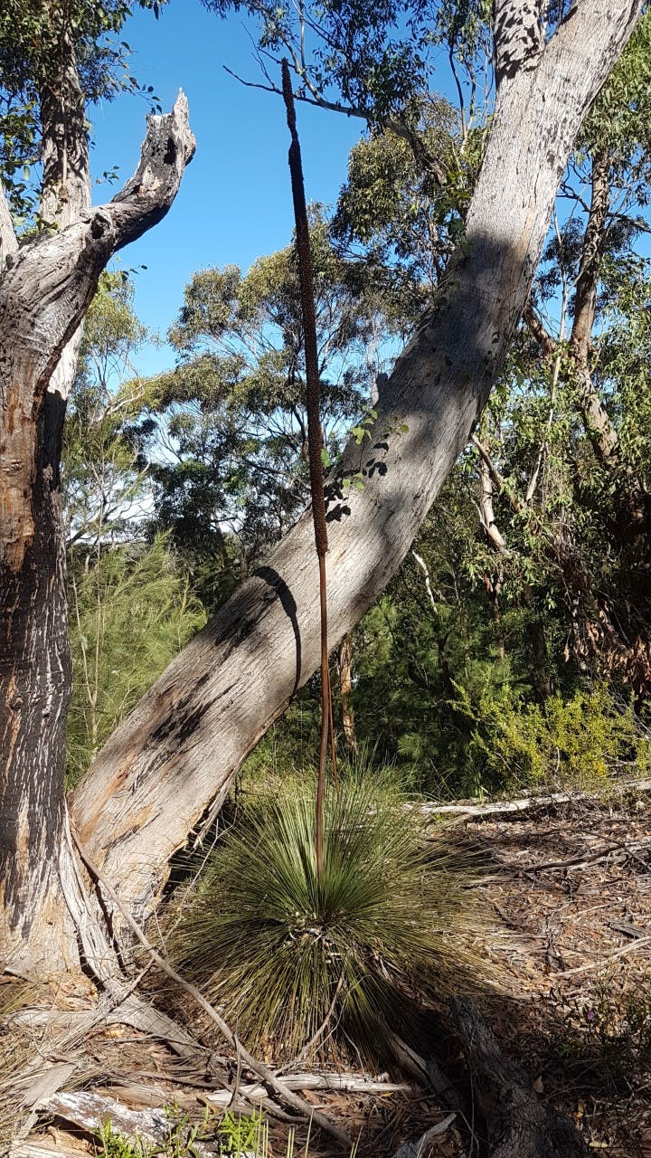 Xanthorrhoea media.jpg