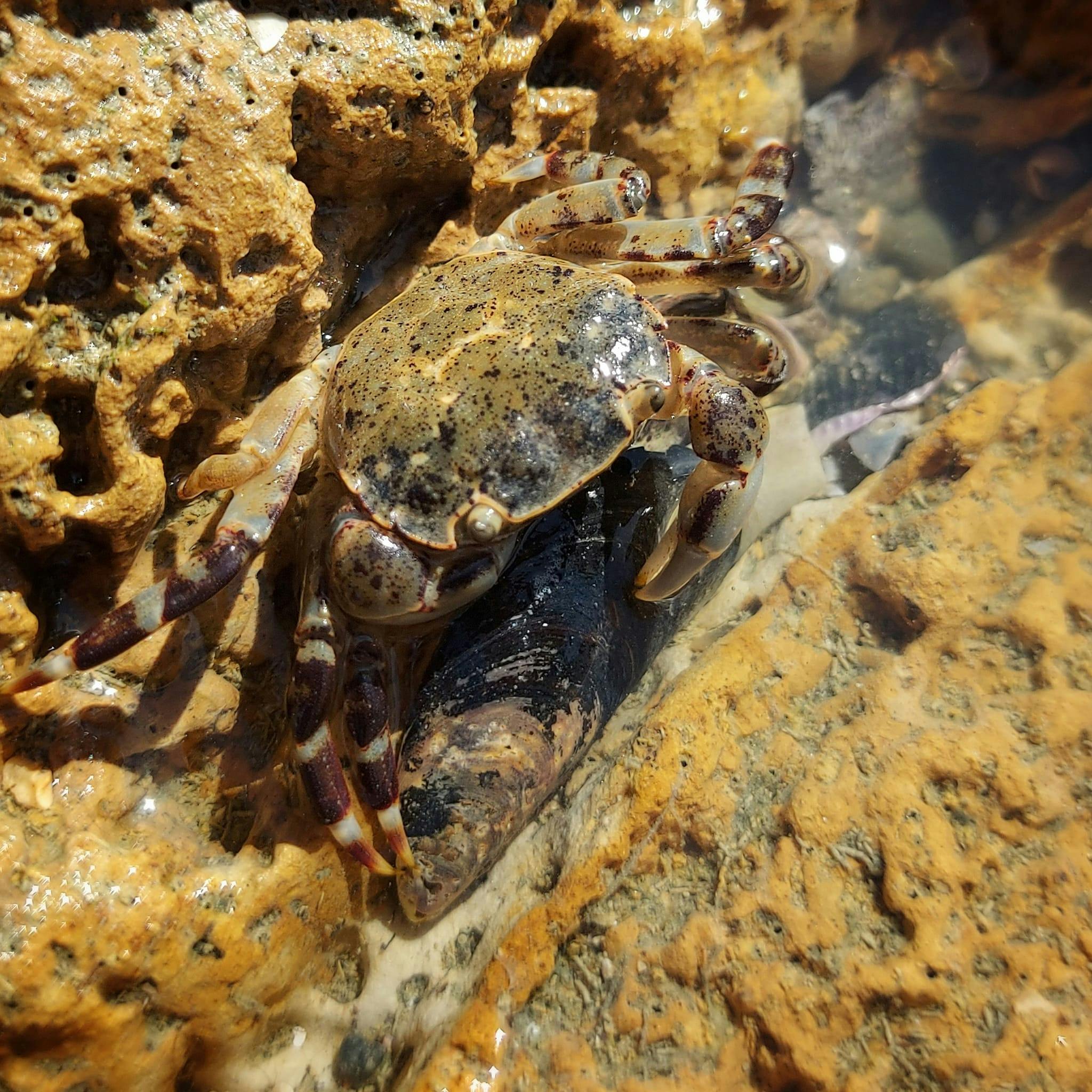 Common rock crab at Waitarakao Washdyke Lagoon