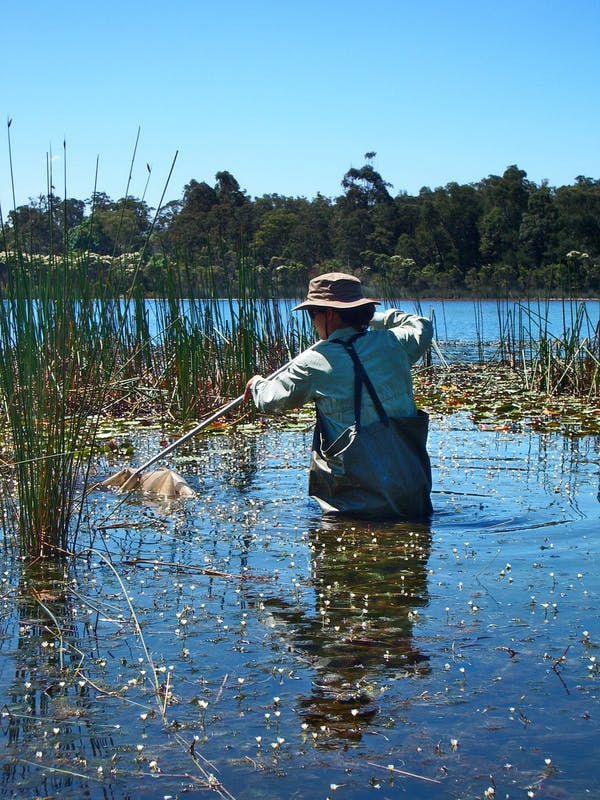 Improving catchment health, Glenbrook Lagoon