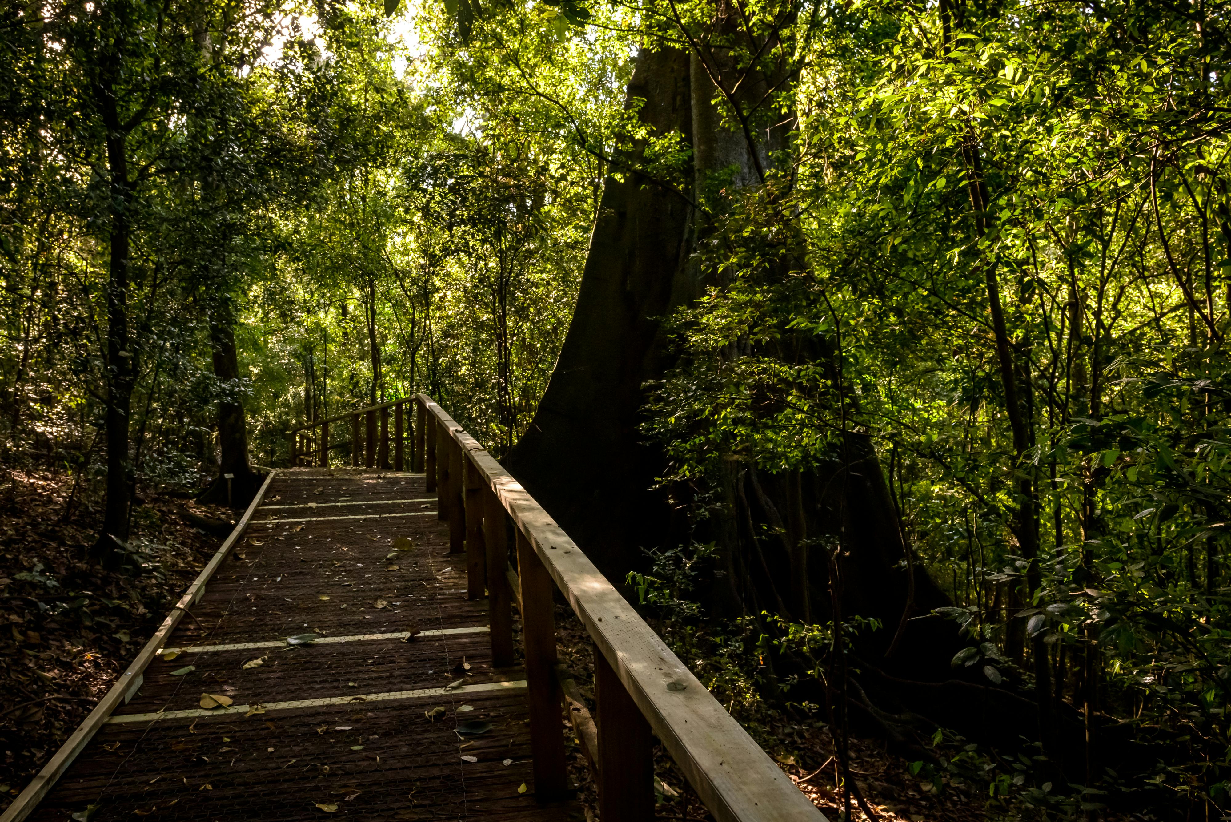 picture of rotary park walking track with large fig