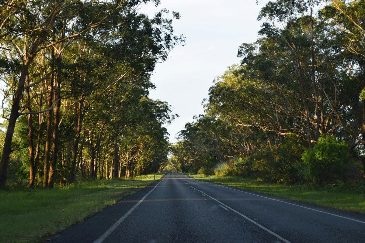an image of a country road with trees on either side and sunshine streaming through the trees
