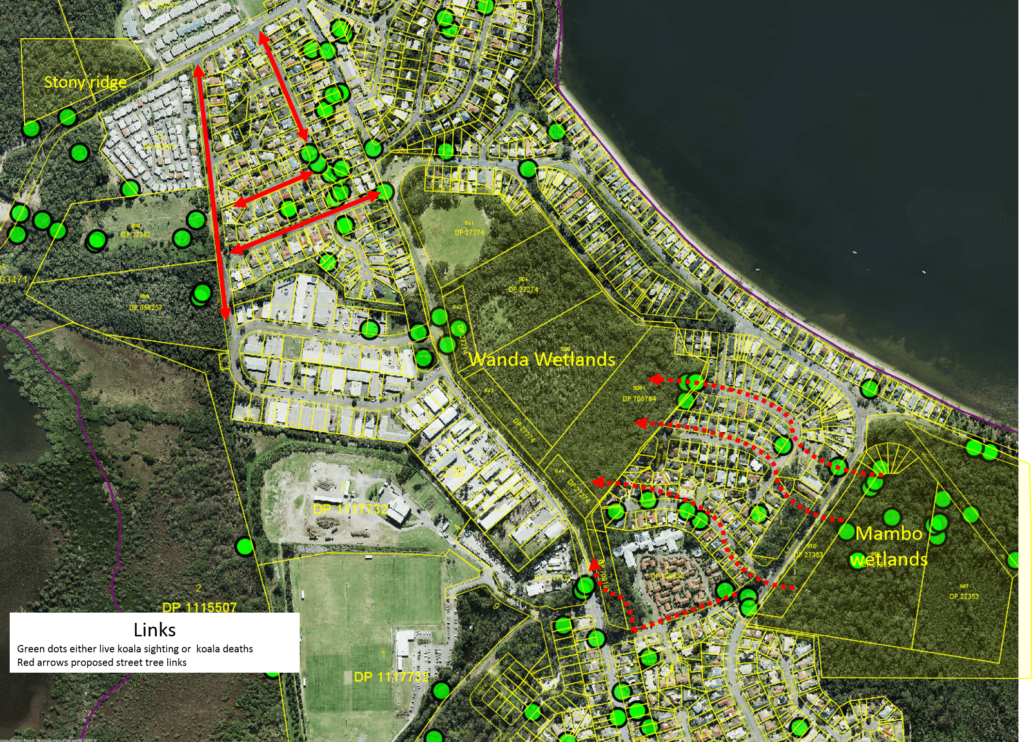 Creating koala movement corridors