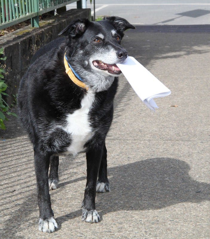 One Uki resident found a novel way to return her completed survey form at the first information session.