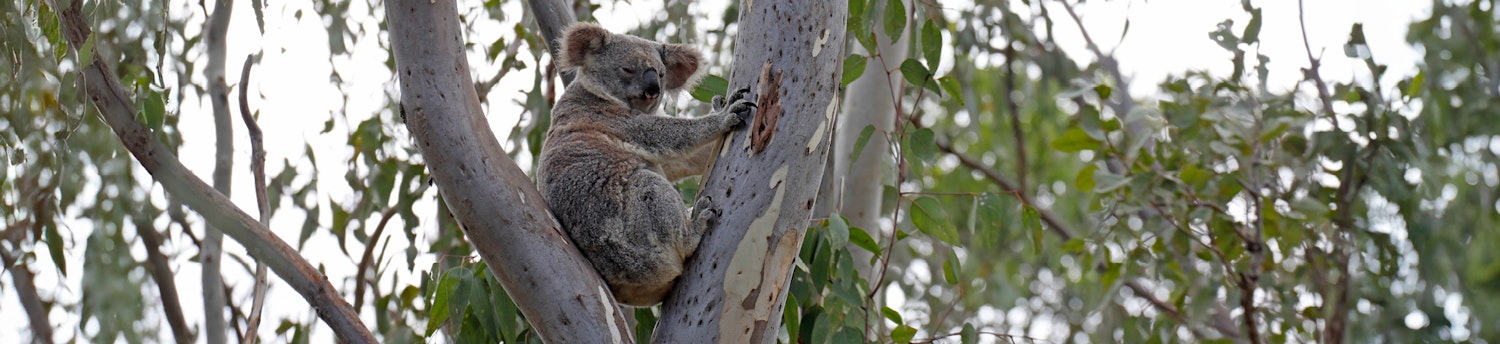 Koala purched in between two branches of a eucalypt tree