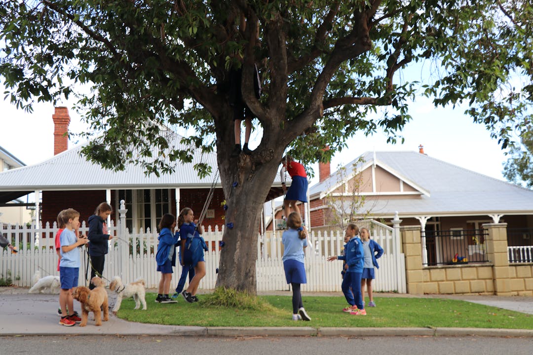 Children playing on a verge tree in North Perth, which has climbing attachments and swings.