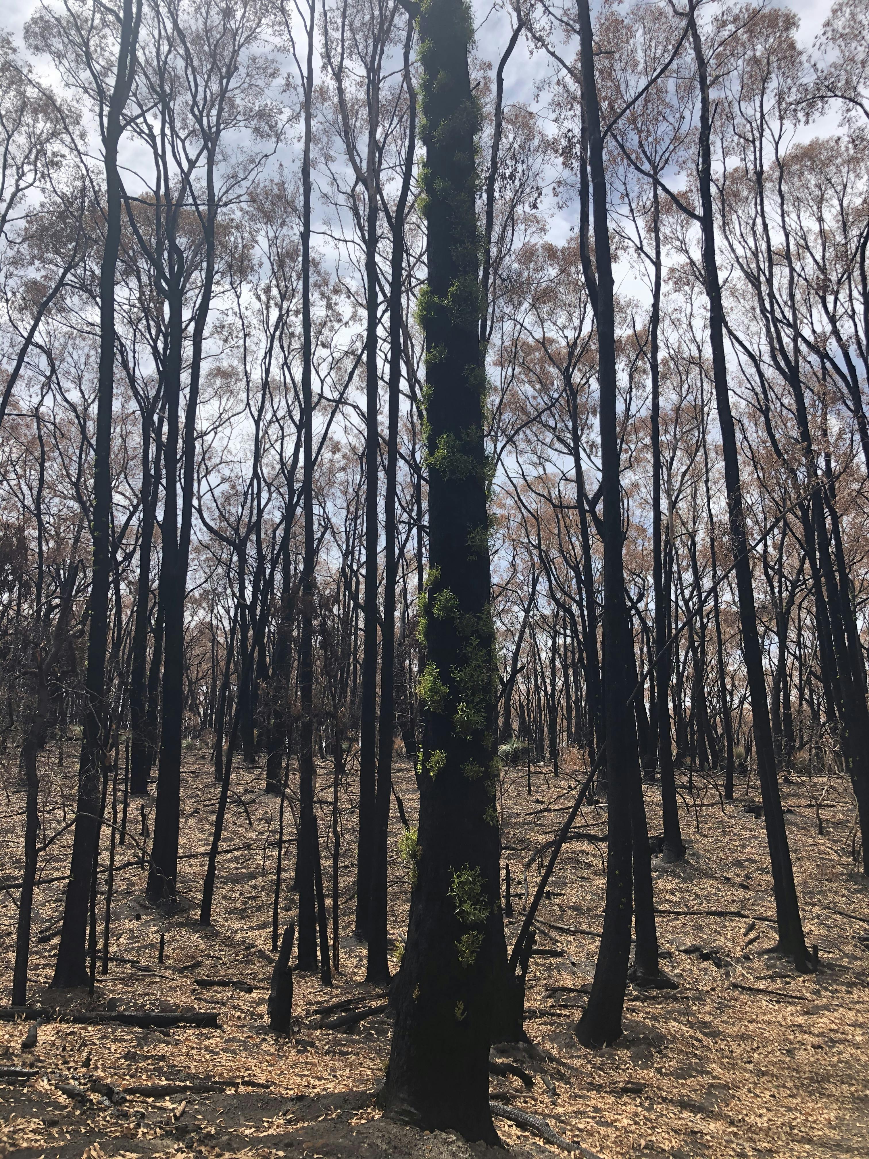 After the 2019 bushfire