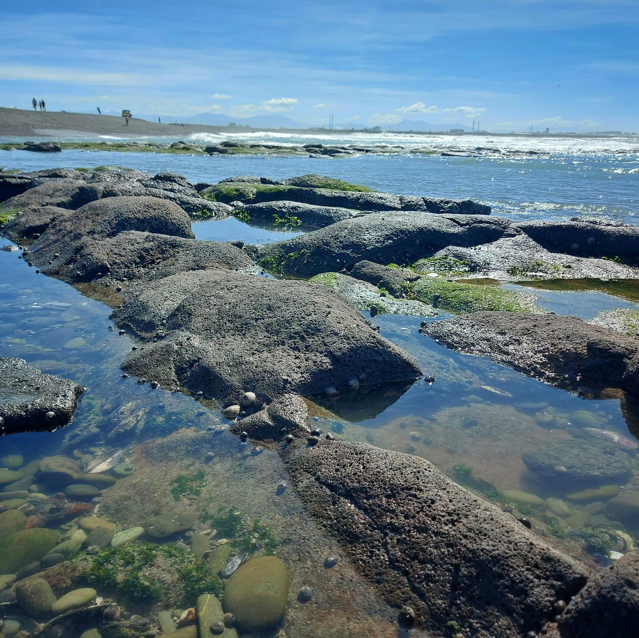 The basalt reef at Waitarakao Lagoon is home to many creatures in its rock pools