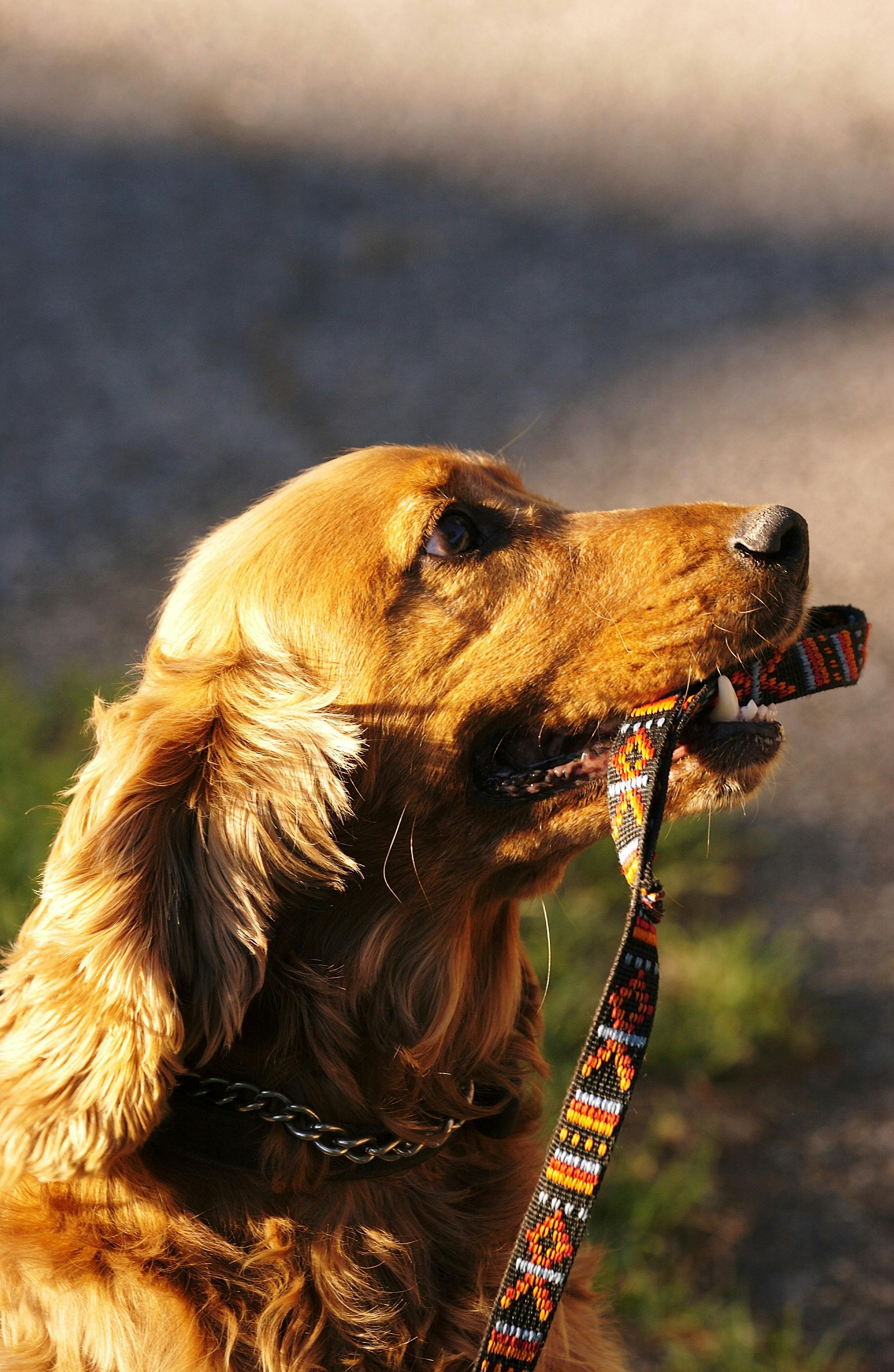 Dog with lead image