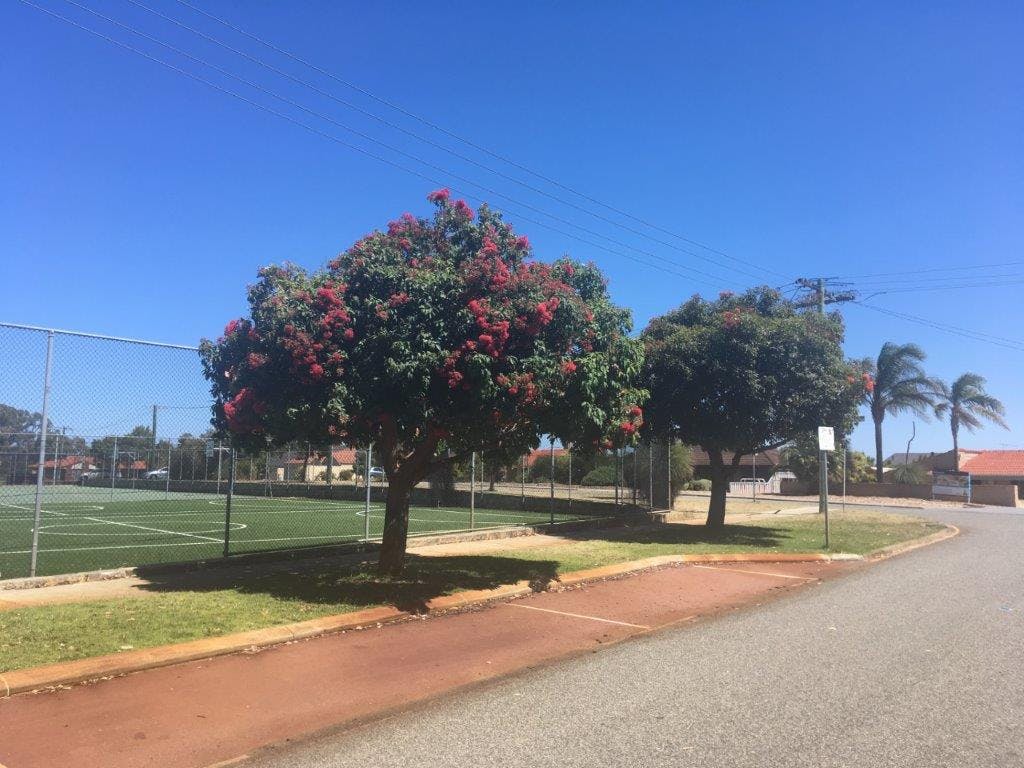 Red Flowering Gum