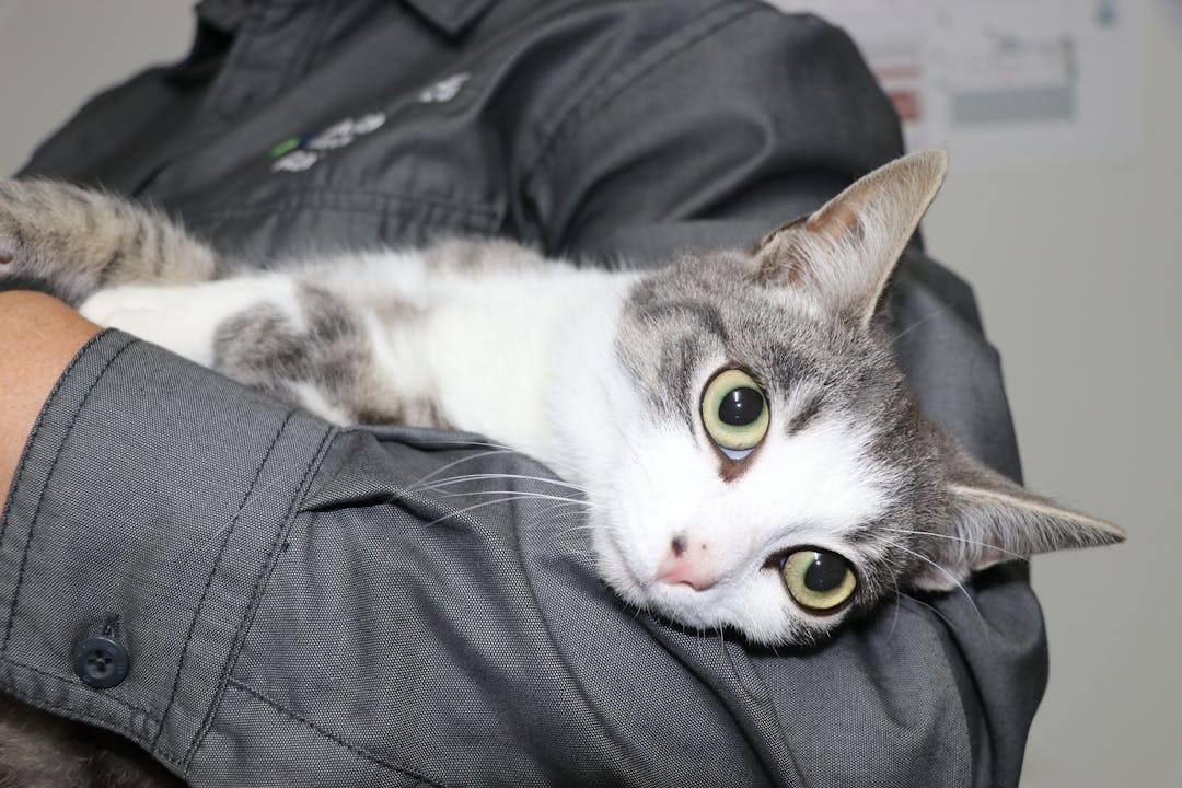 Ranger holding a cat