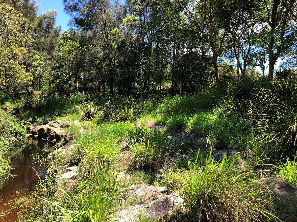 Downfall Creek - example of rehabilitation in another area of the creek