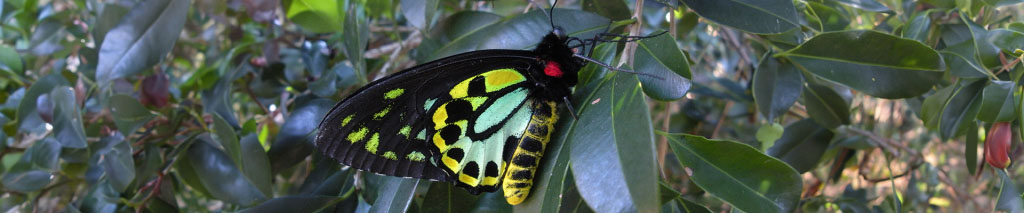 Richmond birdwing butterfly