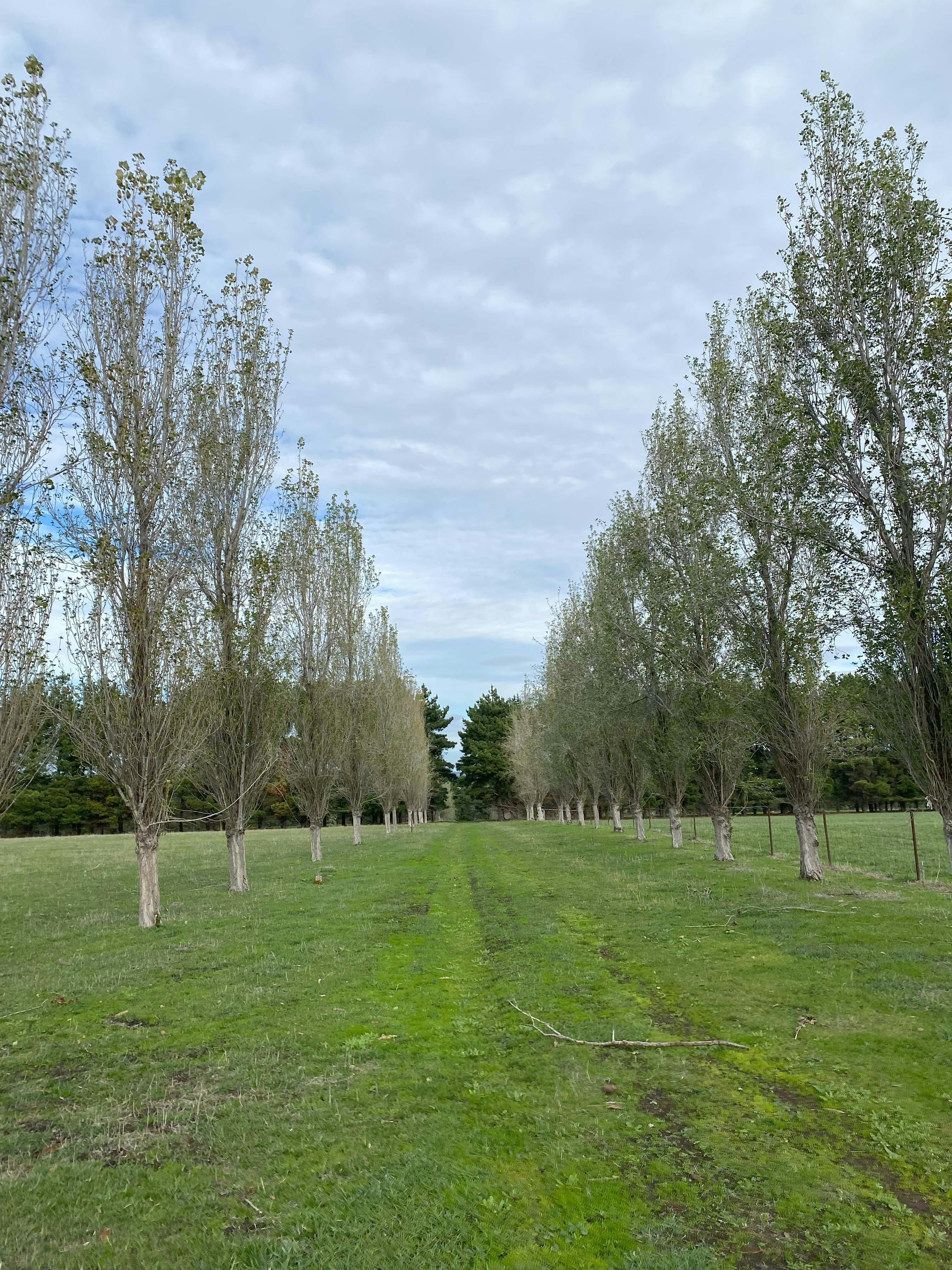 Towards Merri Creek - European trees.jpg