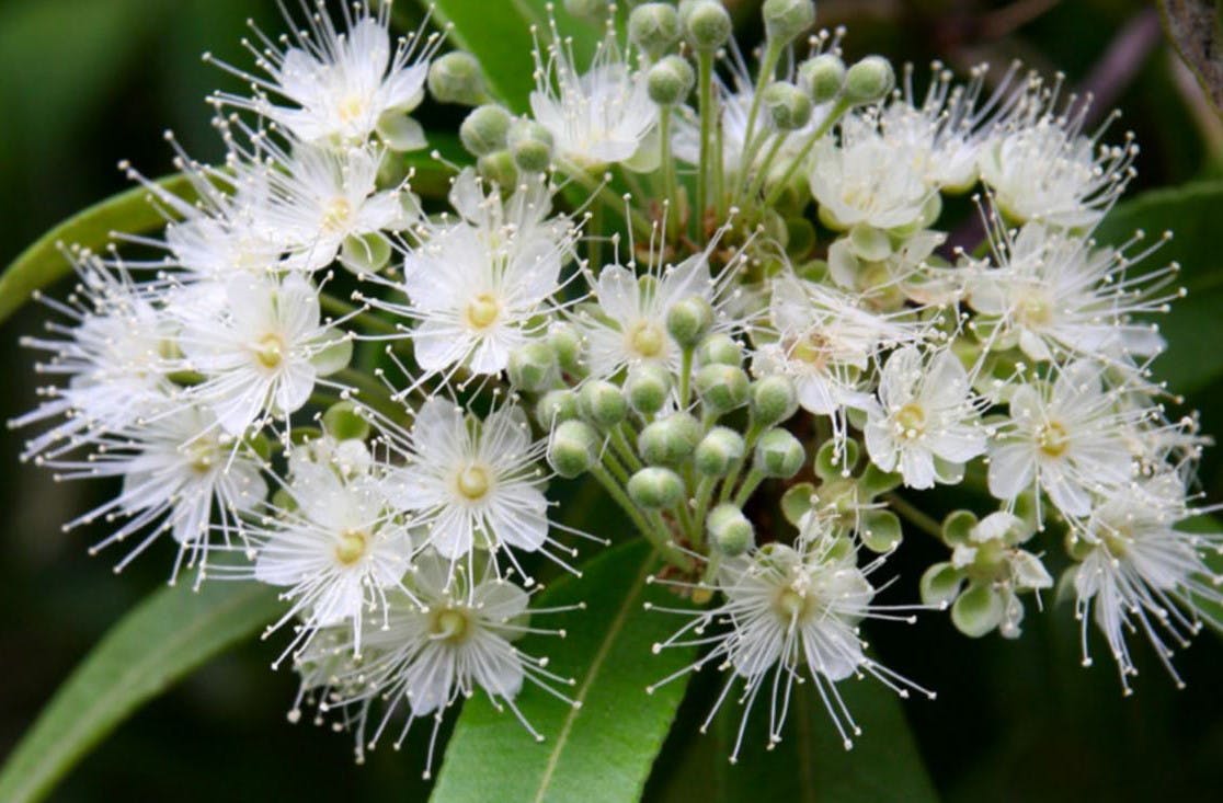 White lemon-scented myrtle flowers with green leaves. 