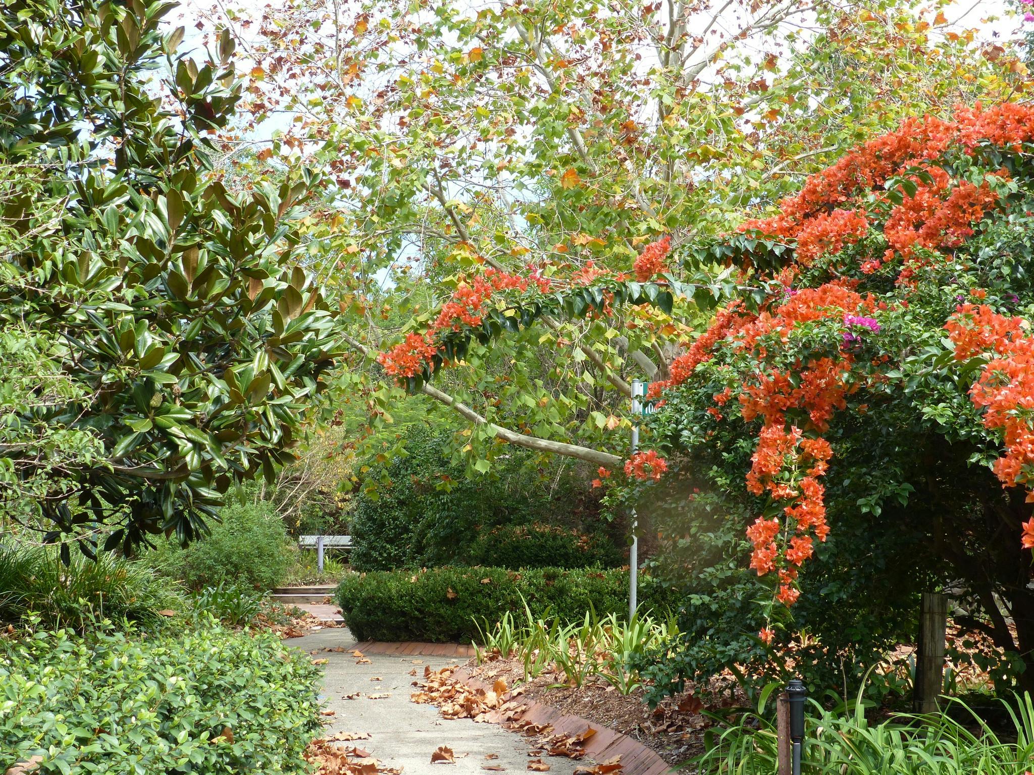 Image of blooming tree at the Botanic Gardesn