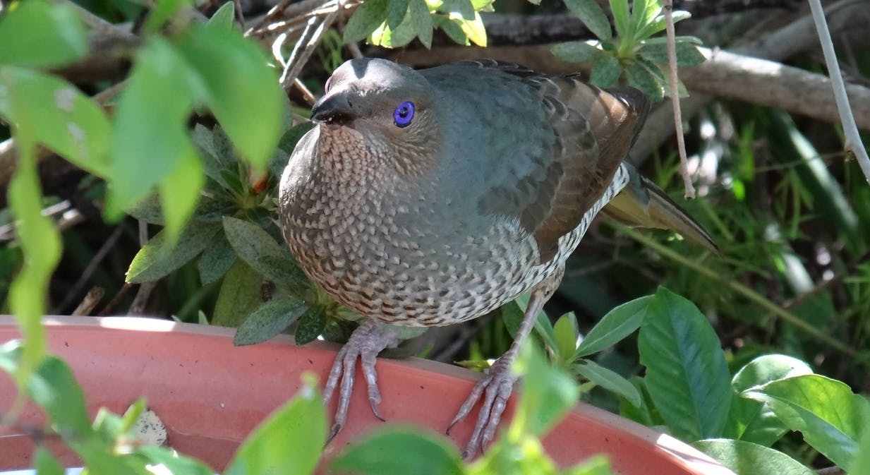 Beautiful birds 