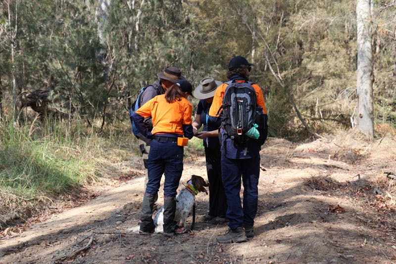 Koala Habitat Mapping in Yarri Barri Nature Reserve