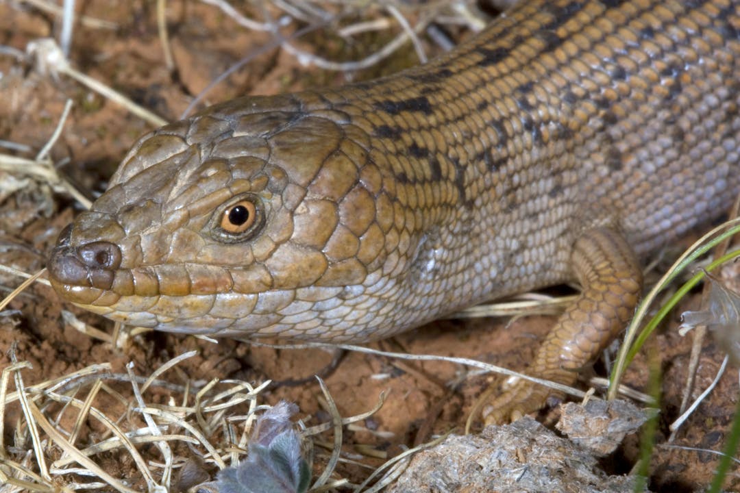 Pygmy Blue-tongue