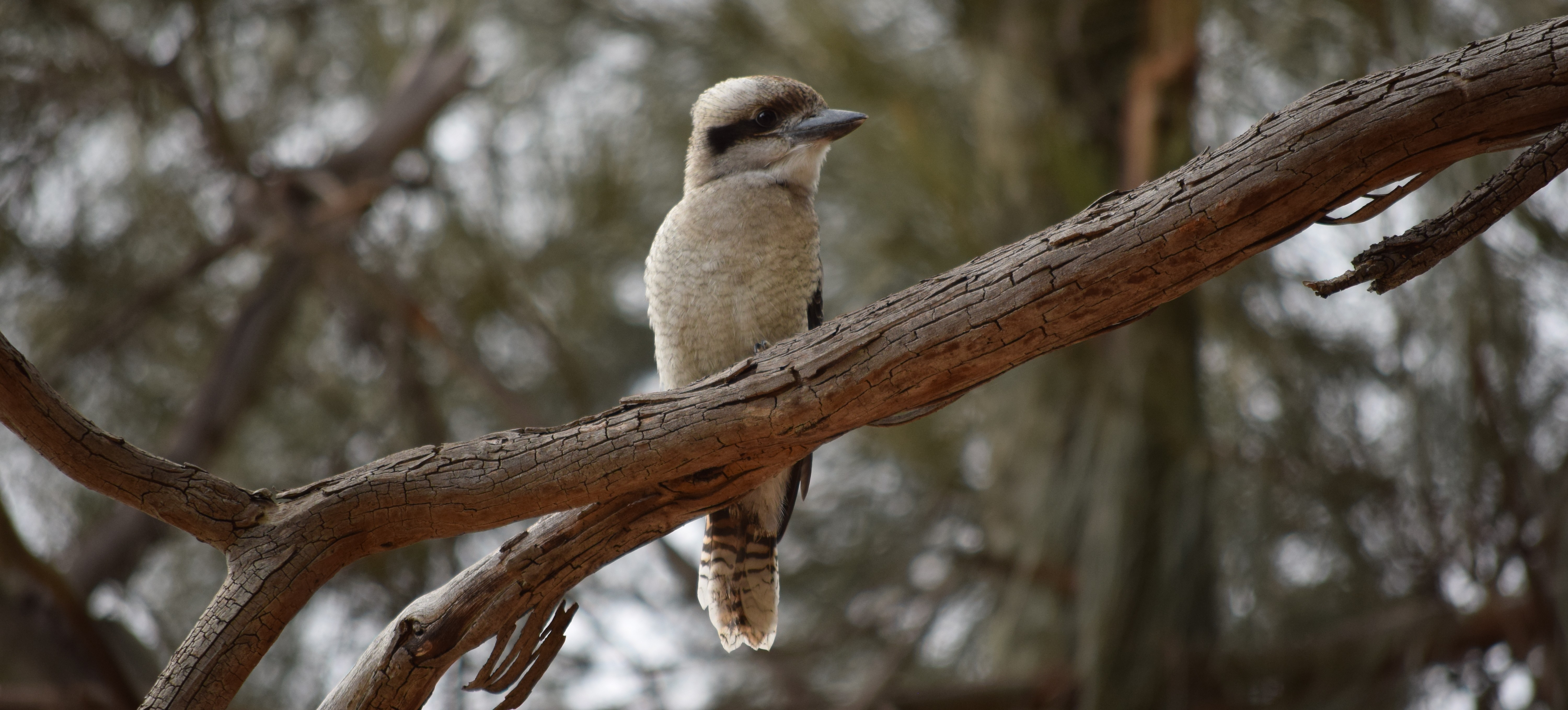 Kookaburra perched In gum teee