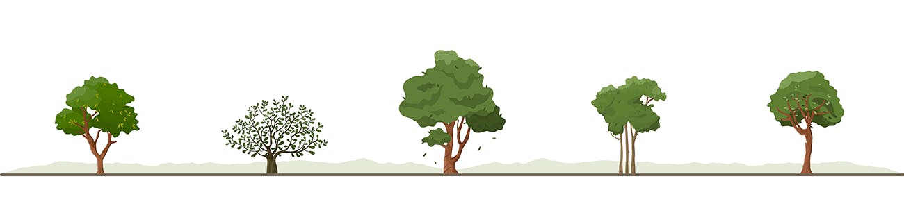 Illustrations of different types of trees