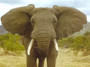 big-elephant.jpg