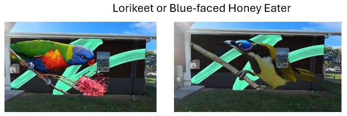 Dan - lorikeet or blue faced honey eater.png