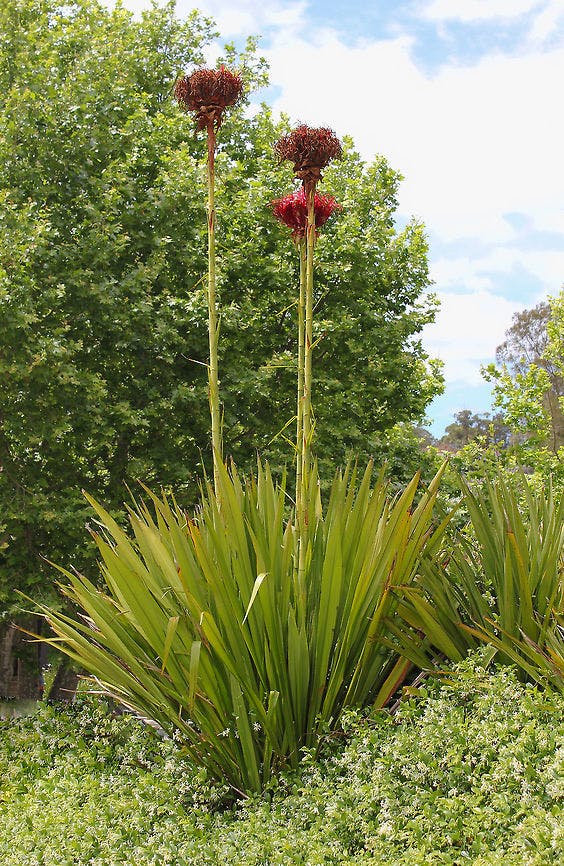 Gymea lily close up
