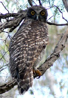 Powerful Owl (ninox strenua) previously observed in the Georges River LGA