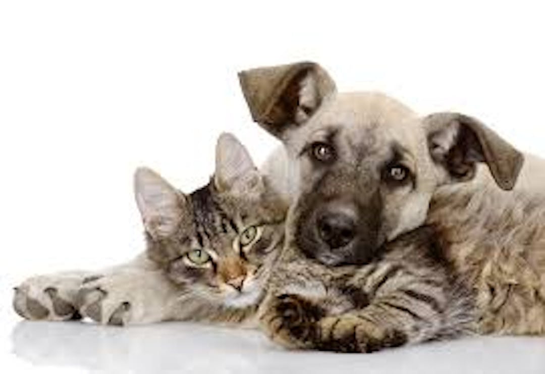 Cat and Dog laying down