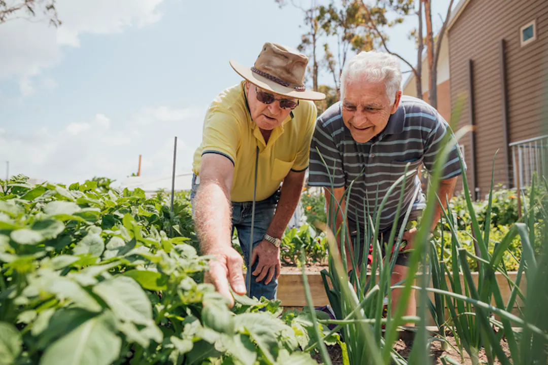 Two elderly gentleman working in planter boxes