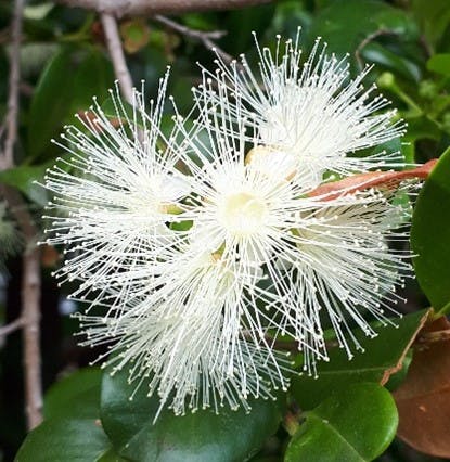 White lillypilly flower with green leaves. 