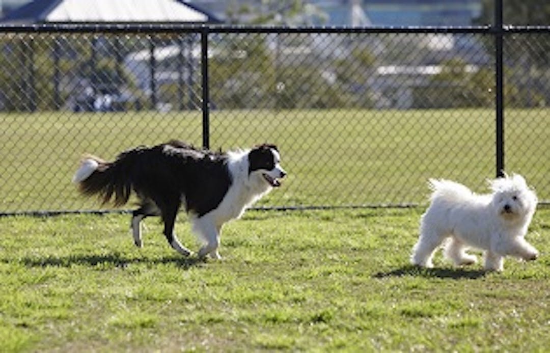 Brisbane Powerhouse Dog Off Leash Area Upgrade Brisbane City