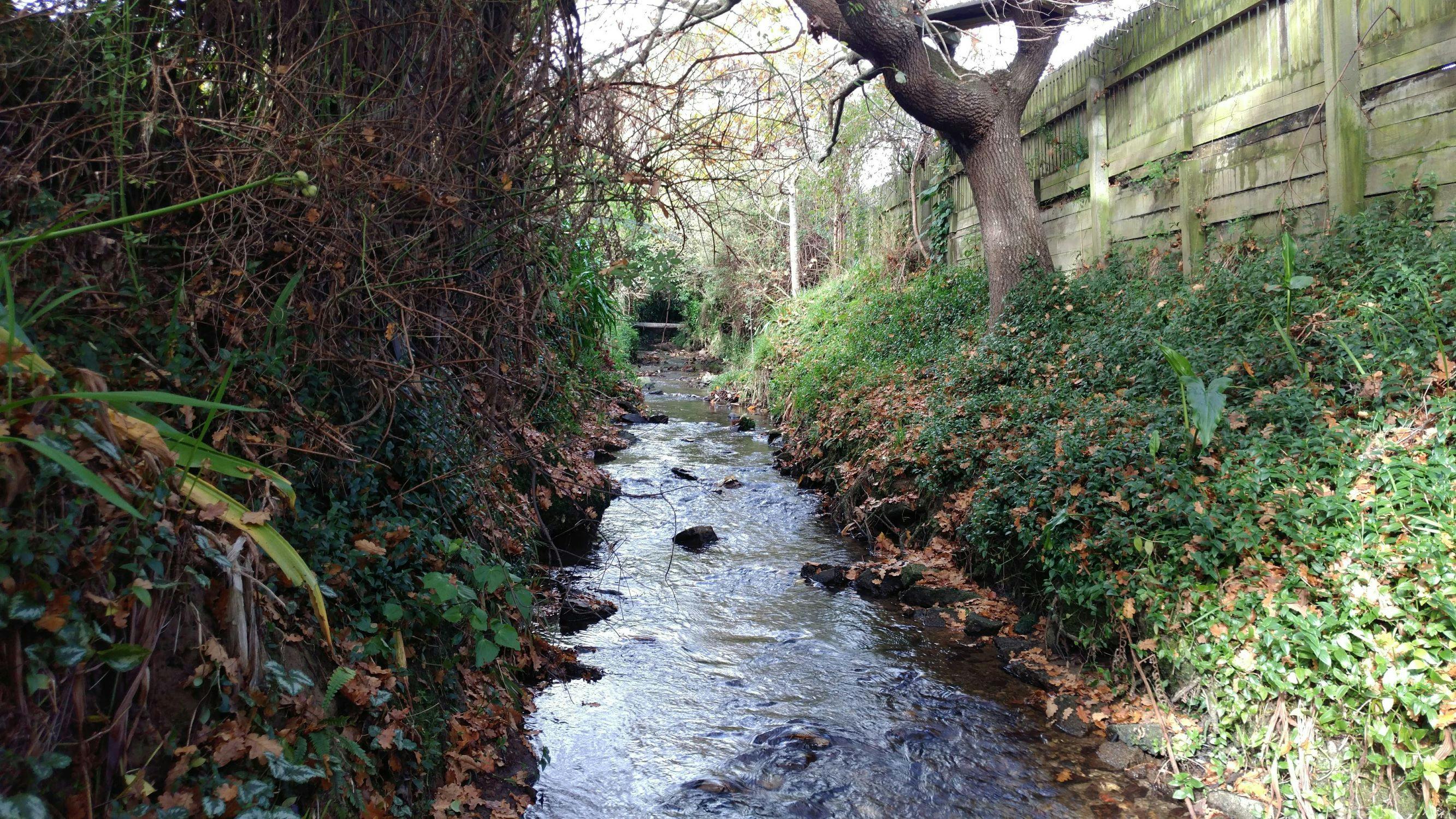 Pinehaven Stream behind 7 Deller Grove