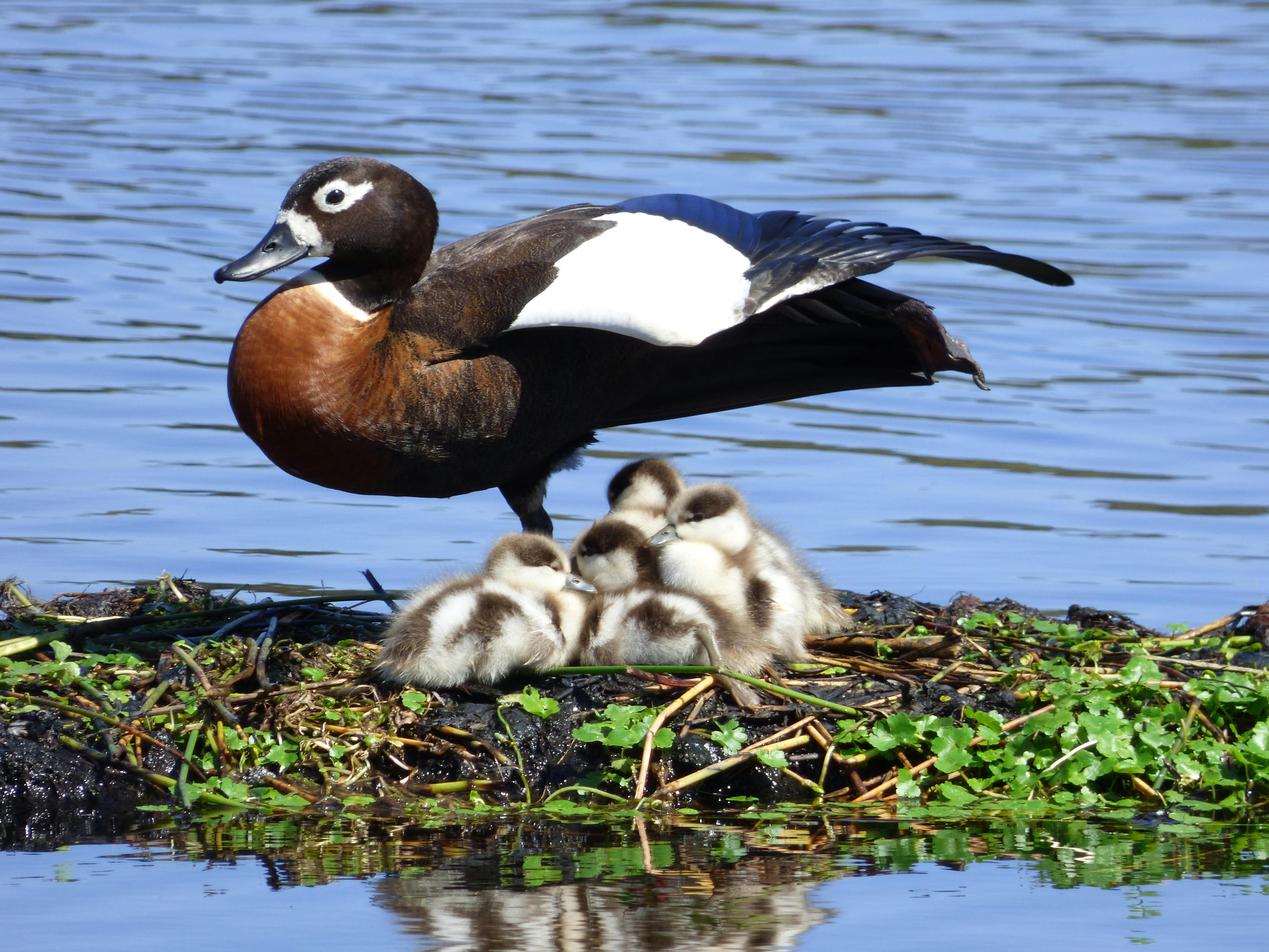 P1460352_Shelduck and chicks _Elaine Vesperman.JPG