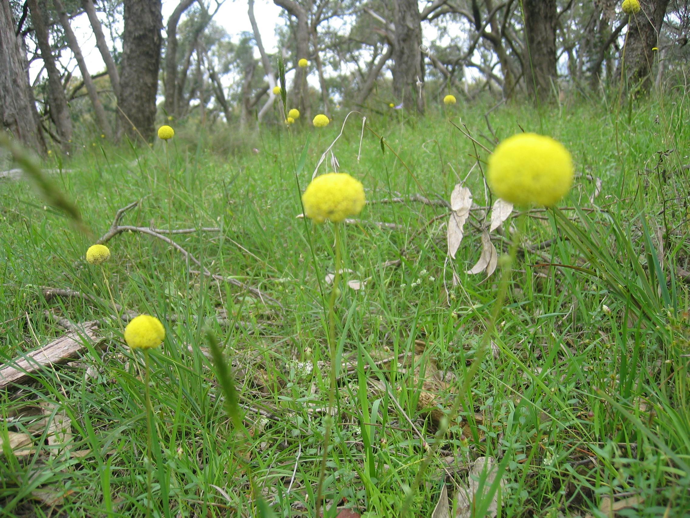 Monument Hill_Kilmore