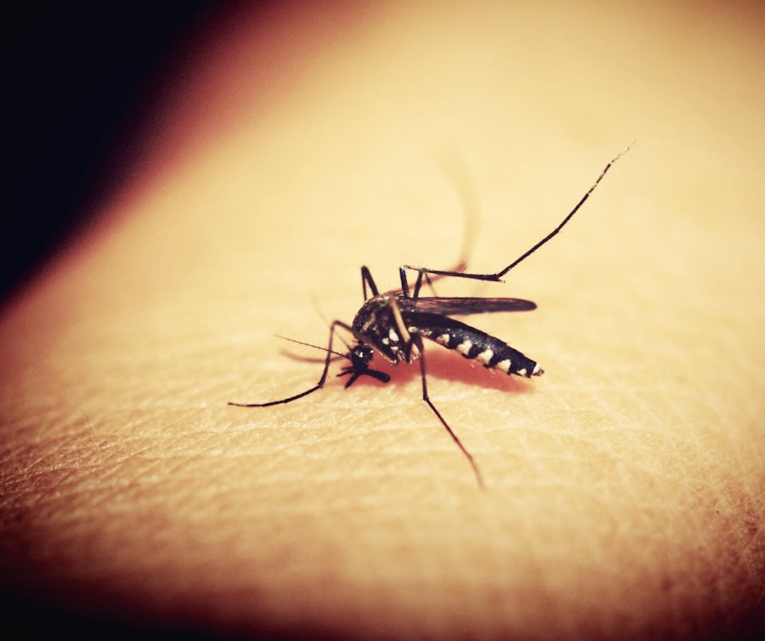 Pests come in all shapes and sizes - this one is small, makes an irritating whining noise, and could carry disease