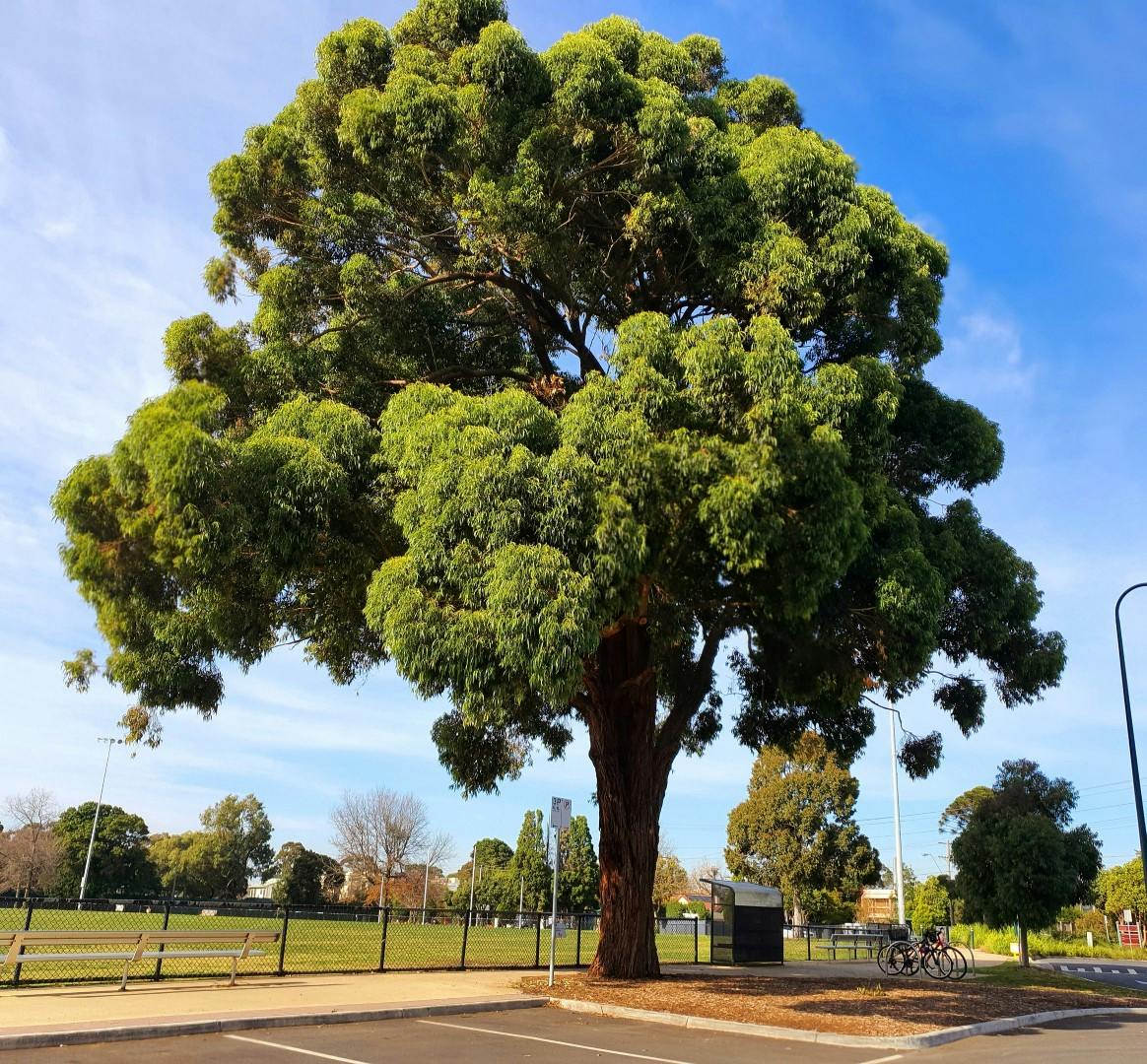 Eucalyptus microcorys - Tallowwood 