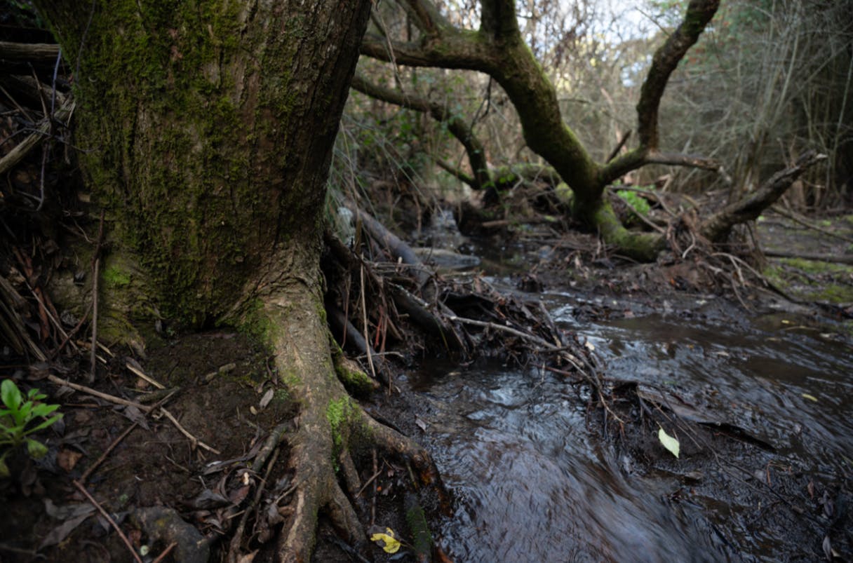 Crack willow in Sandy Bay Rivulet