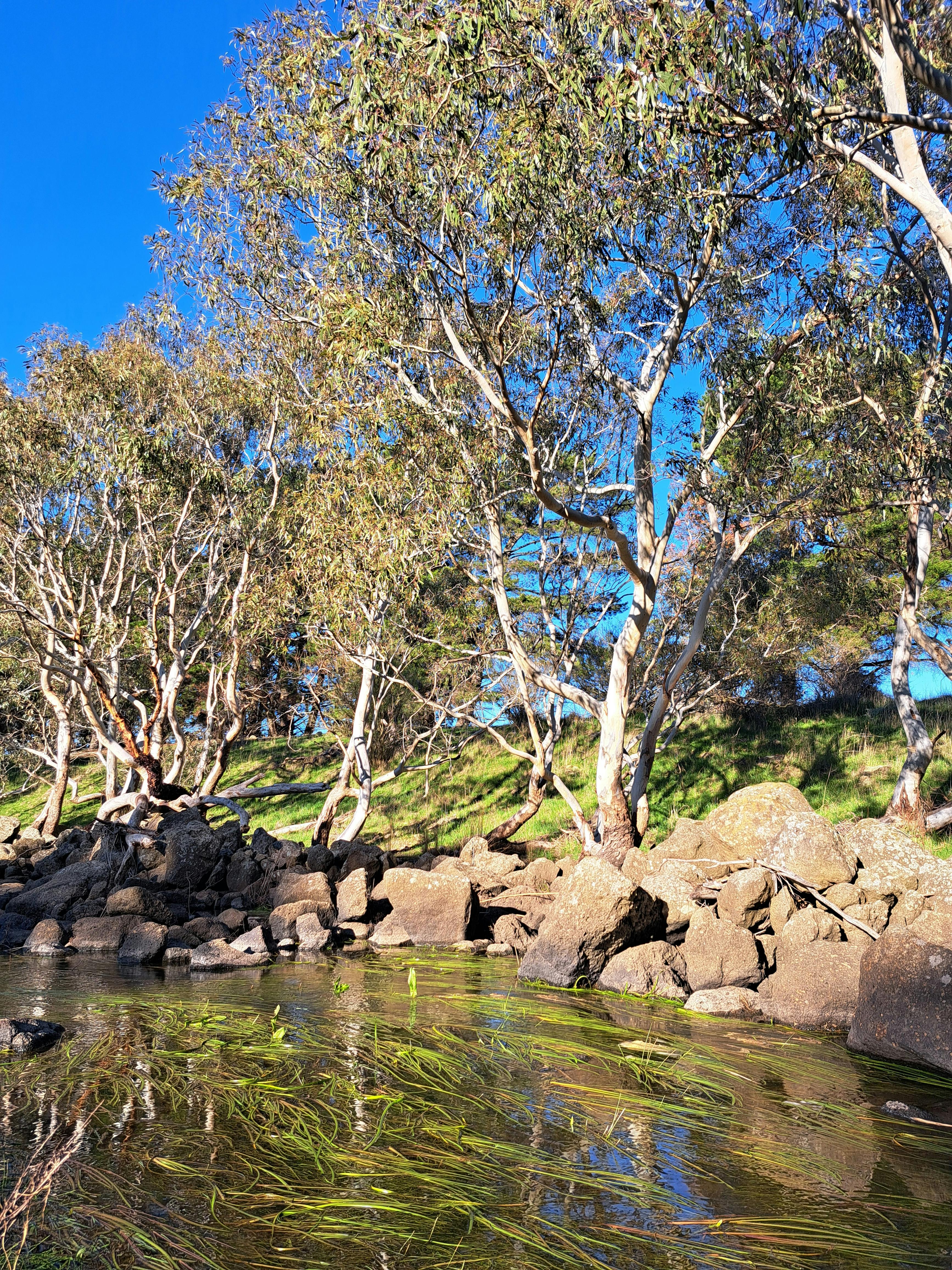 Merri Creek (10).jpg