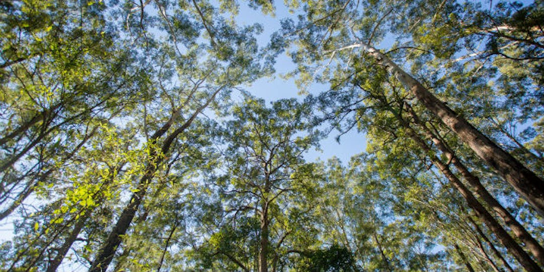 Have your say on tomorrow's forests today Image of State Forest in NSW