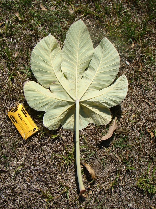 Mexican Bean Tree leaf underside