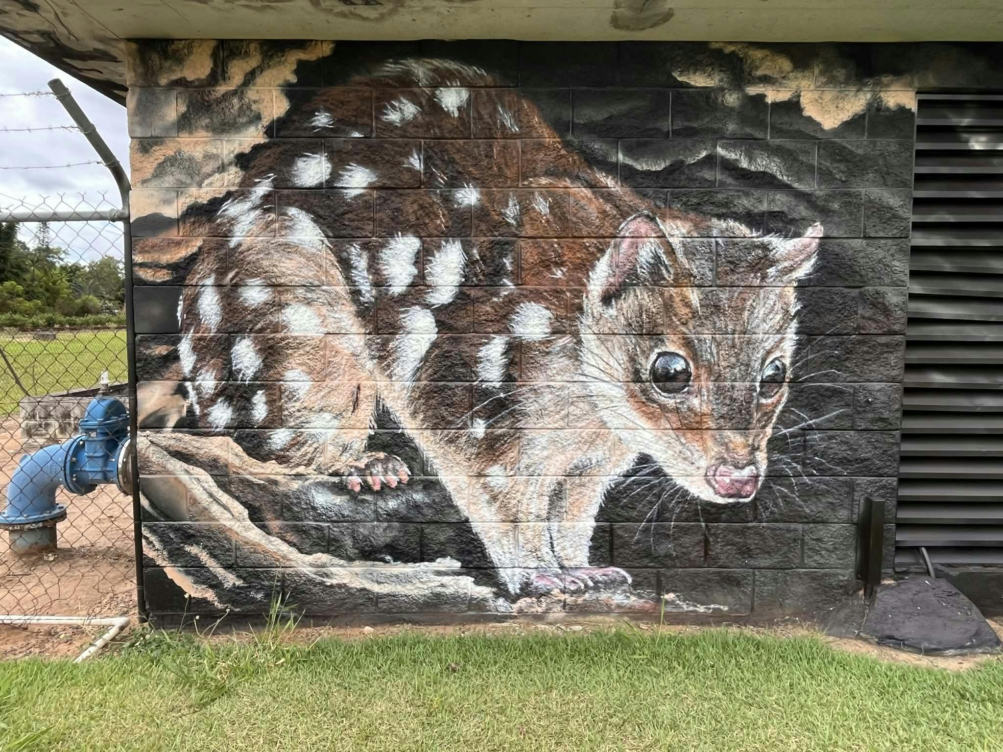 Quoll 